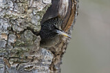 Image. Common Starling