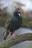 Image. Common Starling