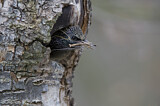 Image. Common Starling