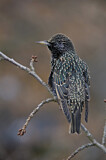 Image. Common Starling