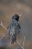 Image. Common Starling