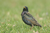 Image. Common Starling