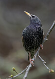 Image. Common Starling