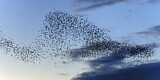 Image. Common Starling