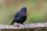 Image. Common Starling