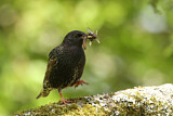 Image. Common Starling
