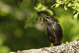 Image. Common Starling