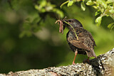 Image. Common Starling