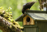 Image. Common Starling