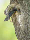 Image. Common Starling