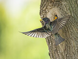 Image. Common Starling