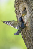 Image. Common Starling
