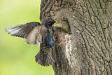 Image. Common Starling