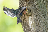Image. Common Starling