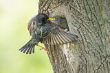 Image. Common Starling