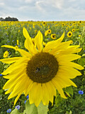 Image. Common Sunflower
