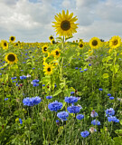 Image. Common Sunflower