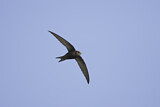 Image. Common Swift