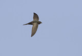 Image. Common Swift