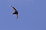 Image. Common Swift