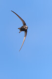Image. Common Swift
