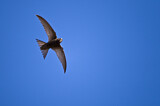 Image. Common Swift