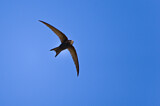 Image. Common Swift