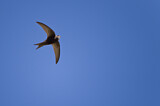 Image. Common Swift