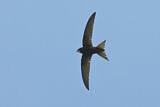 Image. Common Swift