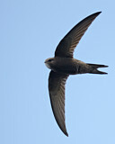 Image. Common Swift