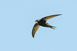Image. Common Swift