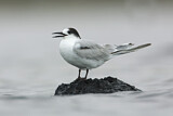 Image. Common Tern