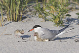 Image. Common Tern