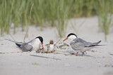 Image. Common Tern