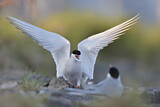 Image. Common Tern