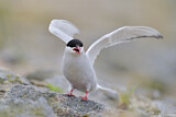 Image. Common Tern