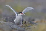 Image. Common Tern