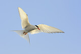 Image. Common Tern