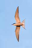 Image. Common Tern
