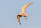 Image. Common Tern