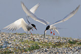 Image. Common Tern