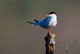 Image. Common Tern