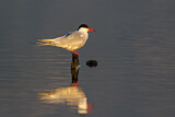 Image. Common Tern