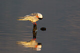 Image. Common Tern