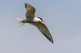 Image. Common Tern