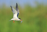 Image. Common Tern