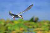 Image. Common Tern