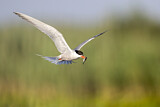 Image. Common Tern