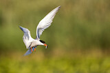 Image. Common Tern