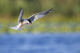 Image. Common Tern